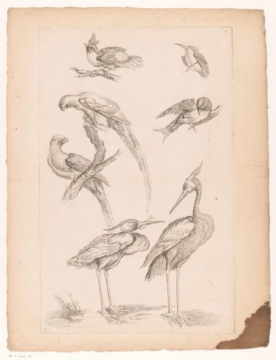 Sette uccelli cinesi, tra cui aironi e pappagalli (Diversi uccelli cinesi) da Gabriel Huquier (attributed to)