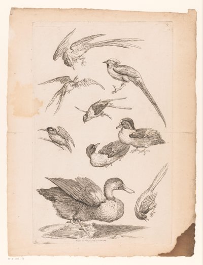 Nove uccelli cinesi, tra cui anatre, un martin pescatore e forse uccelli del paradiso (serie Verschillende Chinese vogels, Livre des differentes espèces d