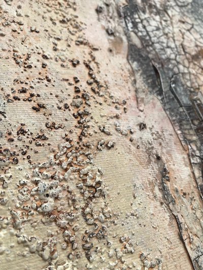  da Gabriela Aleksandra Szuba