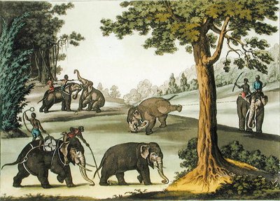 Cattura di elefanti in Birmania, tavola 76 da 