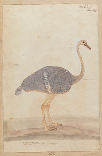 Struzzo da Gangaram Chintaman Tambat