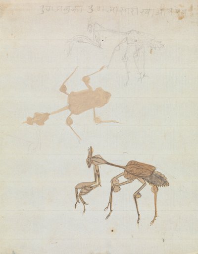Mantide Religiosa da Gangaram Chintaman Tambat
