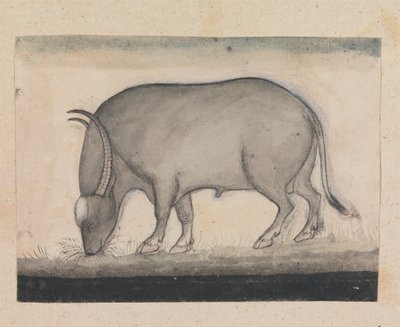 Bufalo d