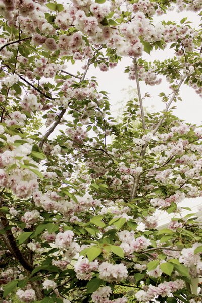 Fiori di ciliegio in primavera da Gemma Bardot
