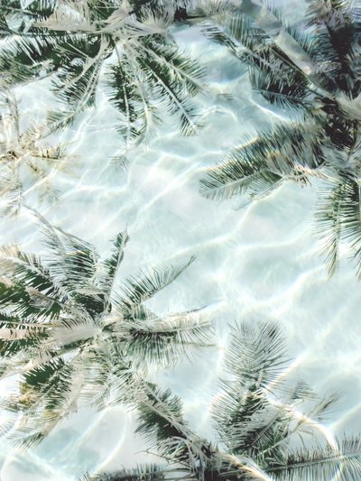 Riflessi sulle palme di Clear Water da Gemma Bardot