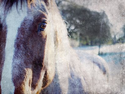 Lo sguardo dolce del cavallo da Gemma Bardot