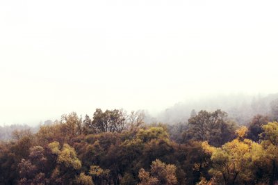 Foresta autunnale avvolta dalla nebbia da Gemma Bardot