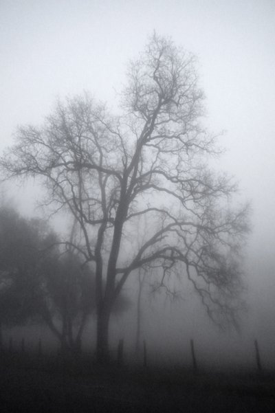 Il misterioso albero avvolto nella nebbia da Gemma Bardot