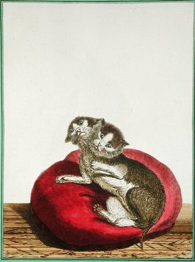 Gatto a due teste da Genevieve Regnault de Nangis