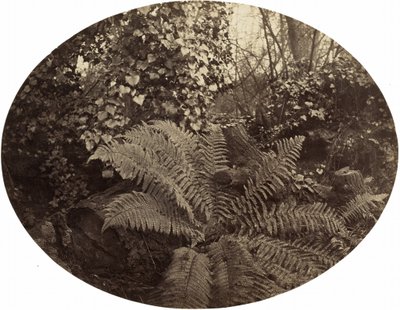 Fronde Invernali della Felce Spinosa, c. 1862 da Geoffrey Bevington