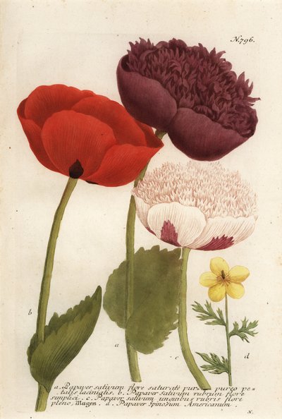 Varietà di papavero da oppio, Papaver somniferum, e anemone messicana da Georg Dionysius (after) Ehret