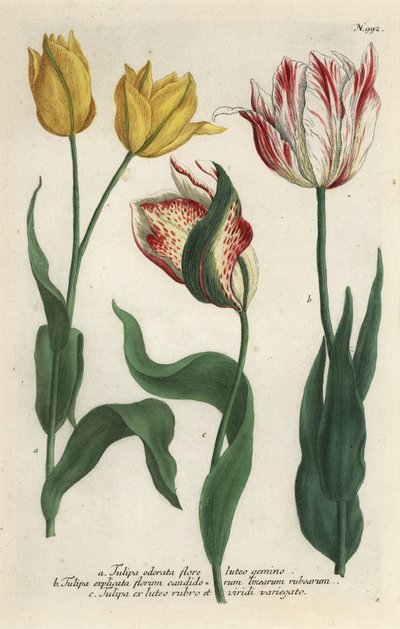 Varietà di tulipani, Tulipa gesneriana da Georg Dionysius (after) Ehret