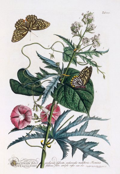 1. Abutilon, 2. Convolvulus, incisione colorata a mano da "Georg Dionysius Ehret