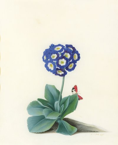 Una Primula Blu da Georg Dionysius Ehret