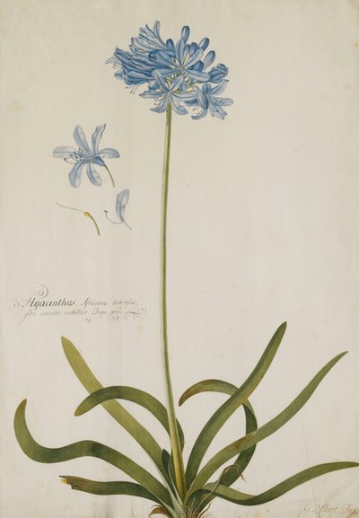 Agapanto da Georg Dionysius Ehret