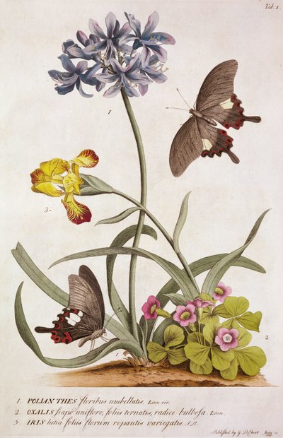 Agapanthus africanus, Iris variegata e una specie di Oxalis, da "Plantae et Papiliones Rariores" da Georg Dionysius Ehret