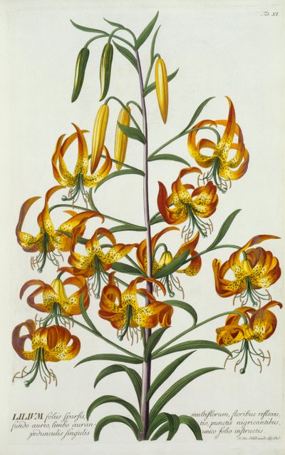 Giglio turco americano, c. 1740 incisione colorata a mano da "Georg Dionysius Ehret