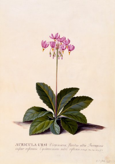 Aricula Ursi Shooting Star, c. 1744 incisione colorata a mano da "Georg Dionysius Ehret