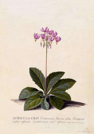 Aricula ursi, Stella Cadente, c.1744 (incisione colorata a mano) da Georg Dionysius Ehret