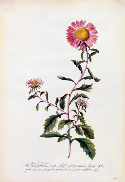 Aster, c. 1743 incisione colorata a mano da "Georg Dionysius Ehret