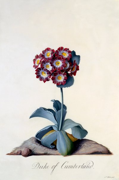 Auricola Duca di Cumberland, c. 1743 incisione colorata a mano da "Georg Dionysius Ehret