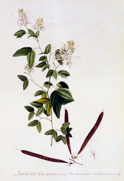Bauhinia, incisione colorata a mano da "Georg Dionysius Ehret