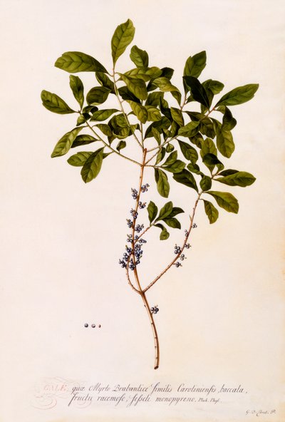 Alloro o mirto da "Georg Dionysius Ehret