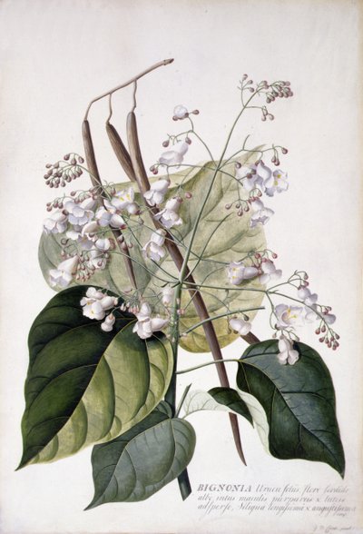 Bignonia da Georg Dionysius Ehret