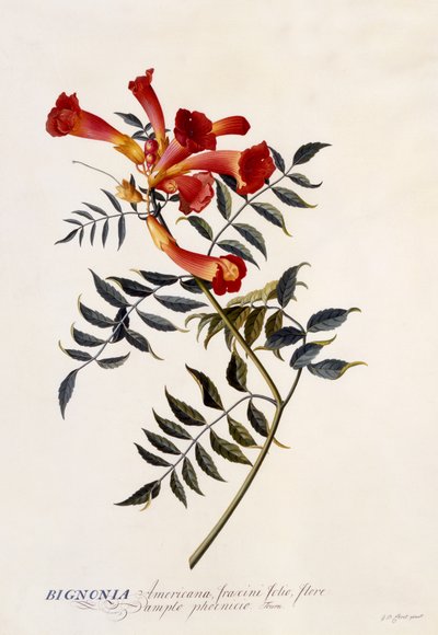 Bignonia Americana, c.1743 da Georg Dionysius Ehret