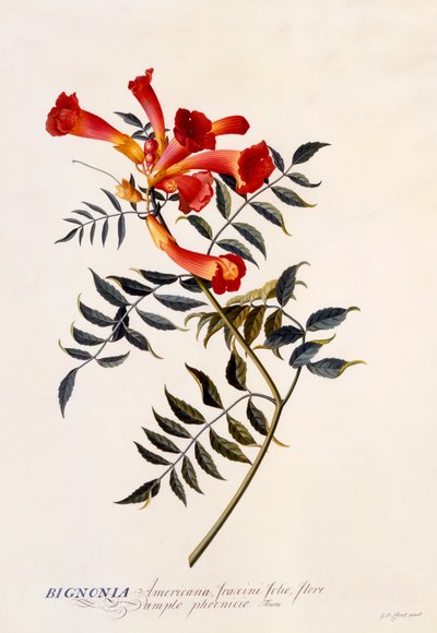 Bignonia Americana, c. 1743 incisione colorata a mano da "Georg Dionysius Ehret