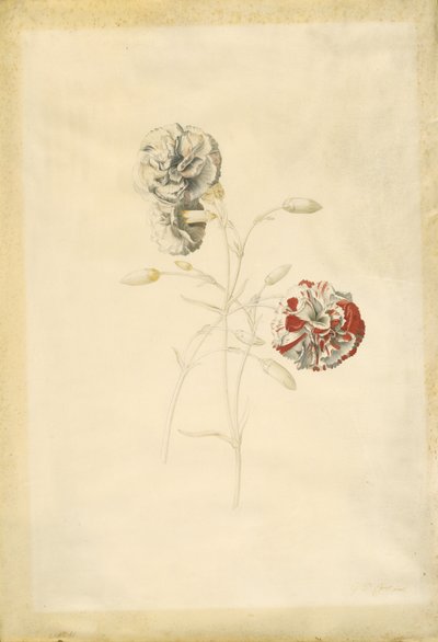 Garofani da Georg Dionysius Ehret