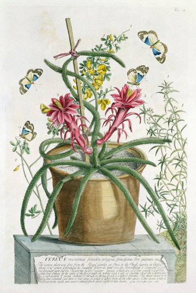 Cereus Minimus, c.1745 da Georg Dionysius Ehret