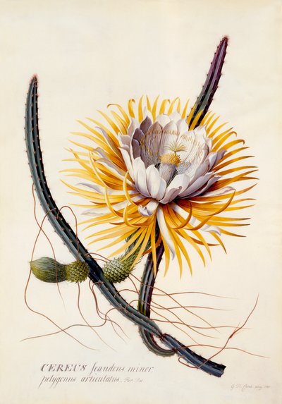 Cereus Regina della Notte, incisione colorata a mano da "Georg Dionysius Ehret