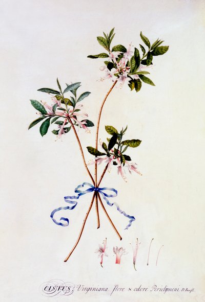 Cistus Virginiana, c. 1743 incisione colorata a mano da "Georg Dionysius Ehret