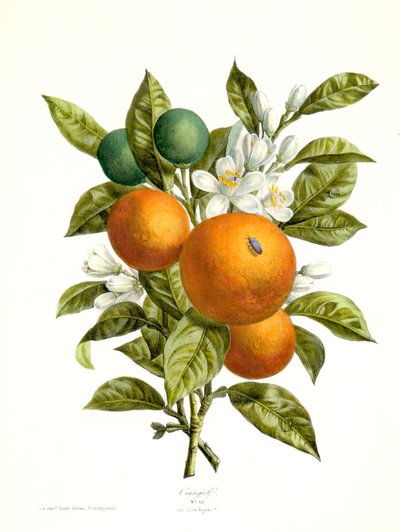 Citrus aurantiacus arancia da Georg Dionysius Ehret