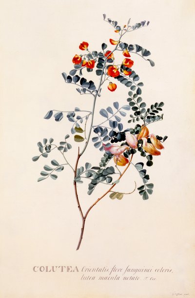 Colutea, c. 1745 incisione colorata a mano da "Georg Dionysius Ehret