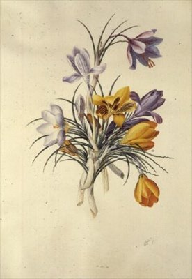 Crocus da Georg Dionysius Ehret