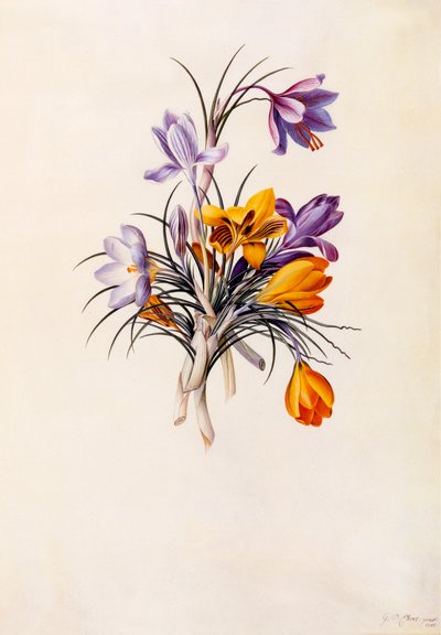 Crocus, c. 1744 da "Georg Dionysius Ehret