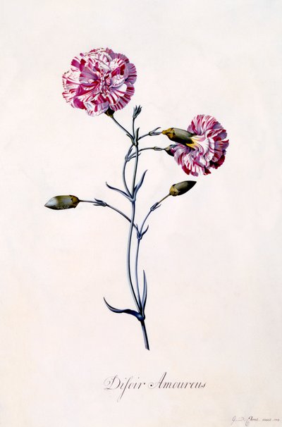 Difor Amourius Garofano, c. 1745 incisione colorata a mano da "Georg Dionysius Ehret