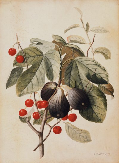 Fichi e ciliegie, 1747 da Georg Dionysius Ehret