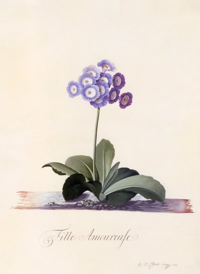 Garden Auricula Fille Amoureuse, incisione colorata a mano da "Georg Dionysius Ehret