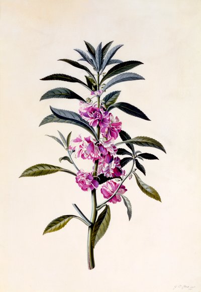 Balsamina da giardino Impatiens Balsamina, c. 1746 incisione colorata a mano da "Georg Dionysius Ehret