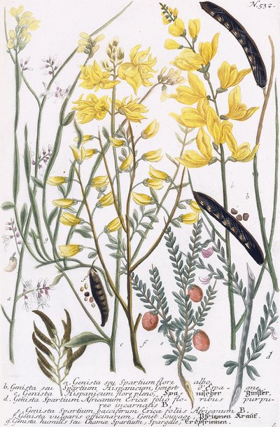 Genista da Georg Dionysius Ehret