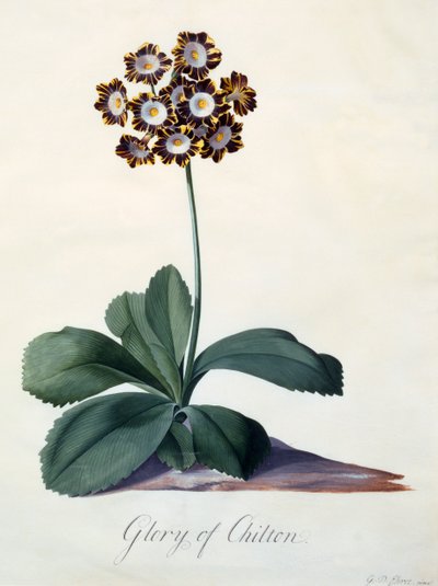 Gloria di Chilton (incisione colorata a mano) da "Georg Dionysius Ehret