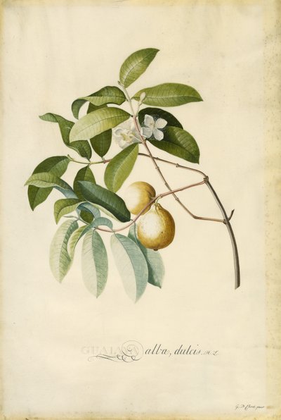 Guava da Georg Dionysius Ehret