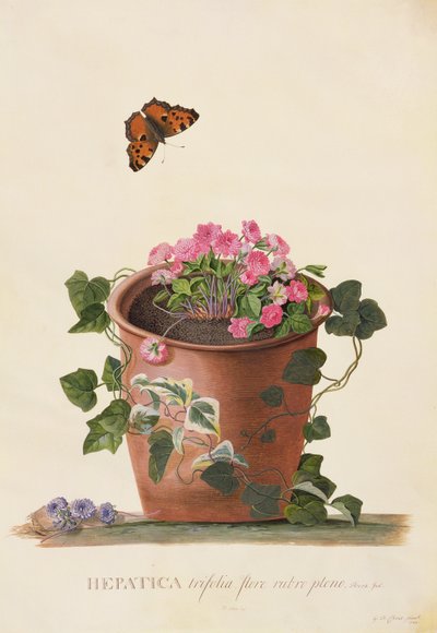 Hepatica trifolia (Nobilis), 1745 da Georg Dionysius Ehret