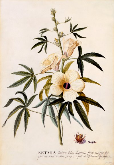 Ketmia, incisione colorata a mano da "Georg Dionysius Ehret