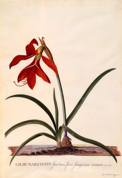 Lilio-Narciso Giglio Giacobino da "Georg Dionysius Ehret