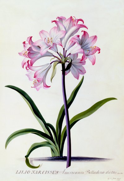 Lilio Narciso da "Georg Dionysius Ehret