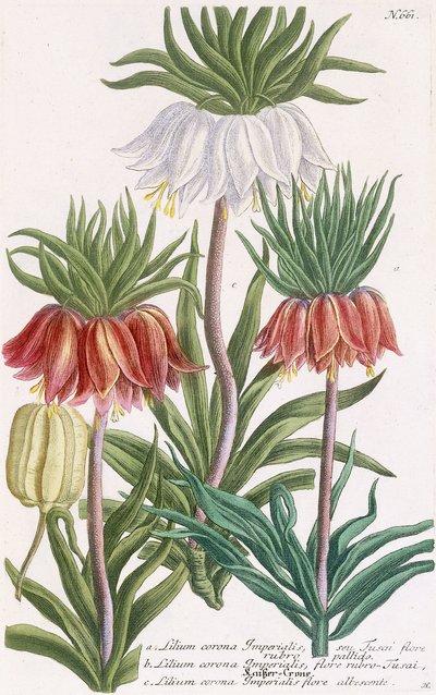 Lilium corona Imperialis da Georg Dionysius Ehret